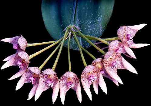 Bulbophyllum guttulatum
